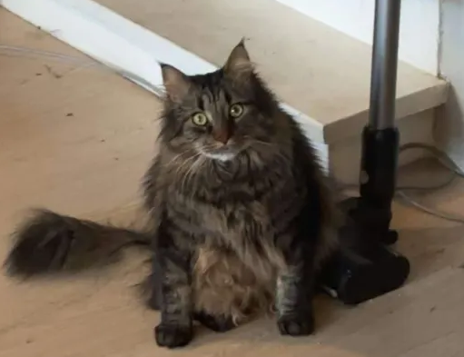 Stratospanda tweet media