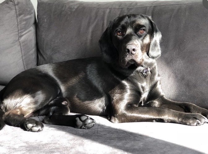 Felikyan tweet media