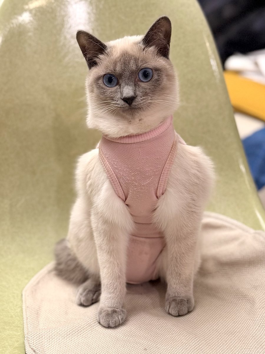 セキケイコ tweet media