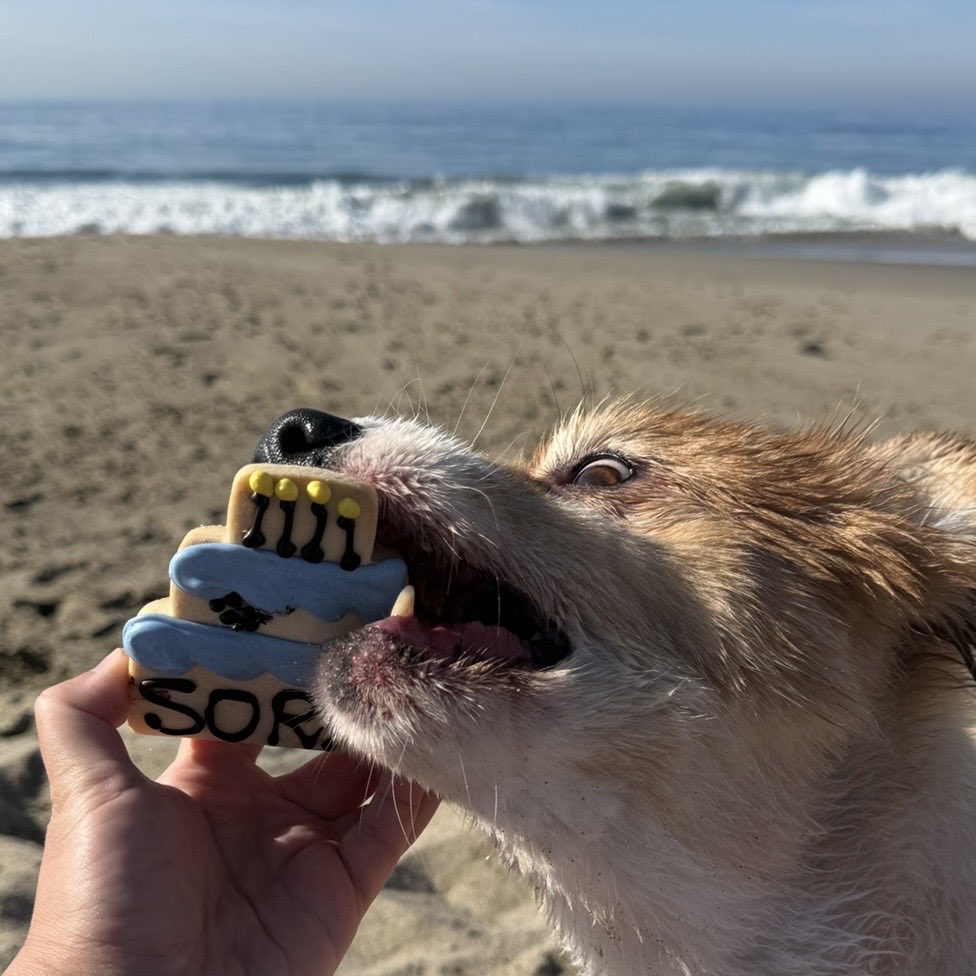 Wispy Lavande 👻🕯️ ウィスピー・ラベンダ tweet media