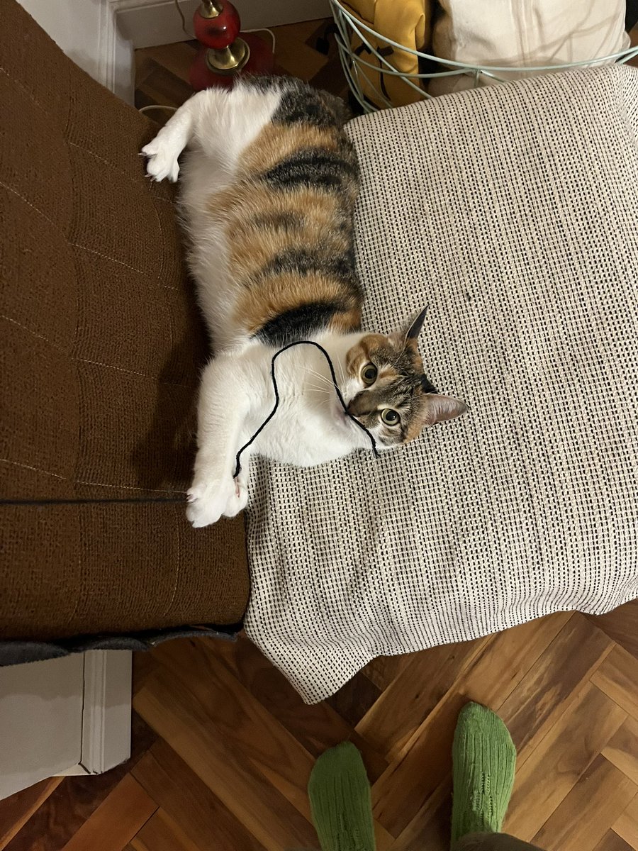 добрый синьор tweet media