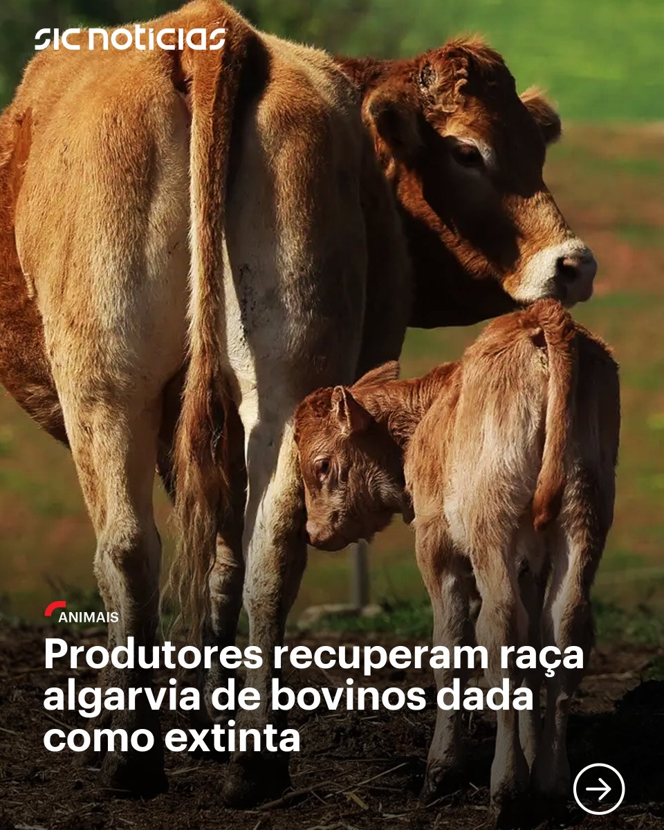 SICNoticias's tweet image. Um pequeno grupo de produtores conseguiu recuperar a raça algarvia de bovinos, que chegou a ser dada como extinta. Apostam agora no aumento do número destes animais para, em seguida, passarem à sua comercialização.

Saiba mais em: bit.ly/47kVrJl

#animais #bovinos