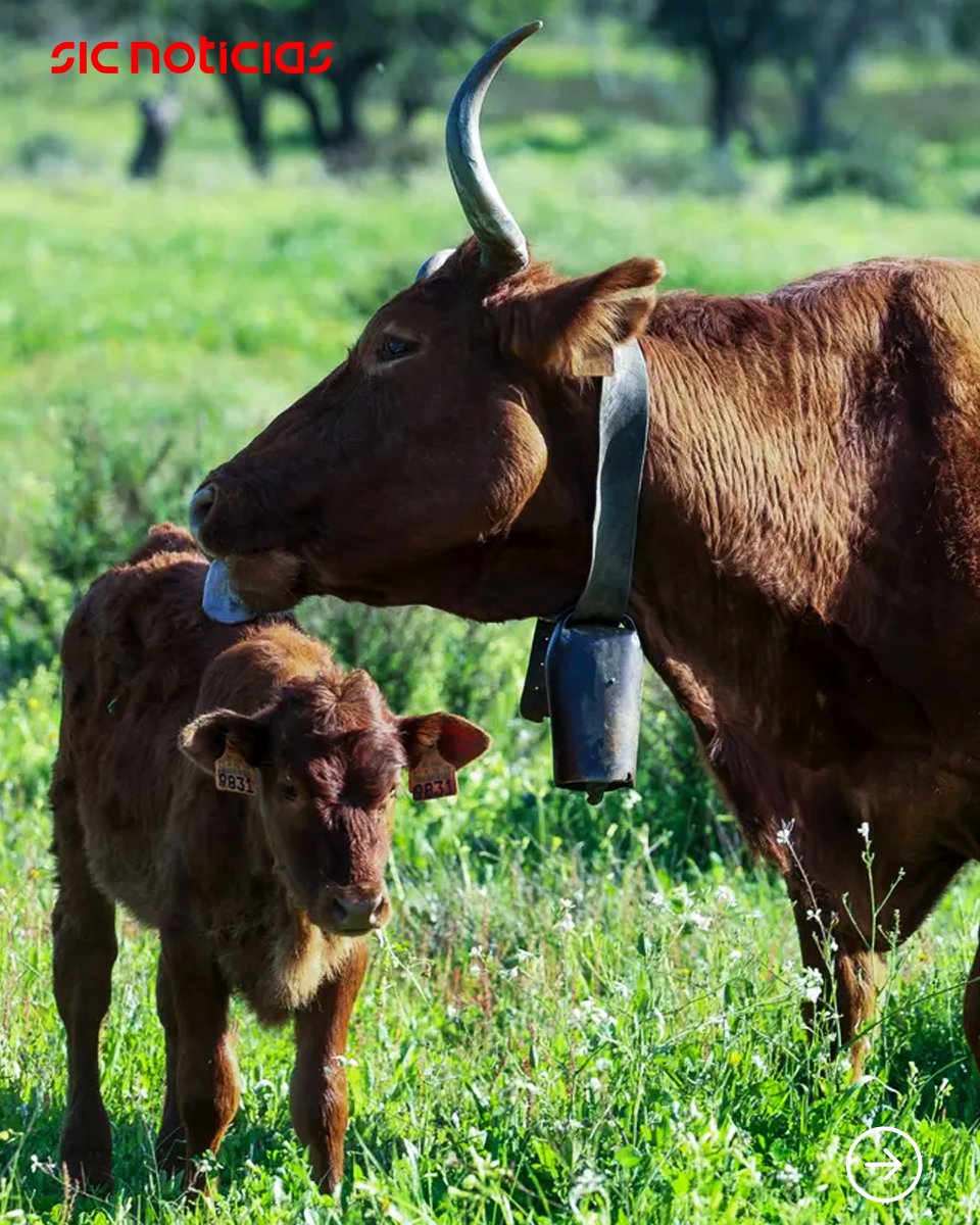 SICNoticias's tweet image. Um pequeno grupo de produtores conseguiu recuperar a raça algarvia de bovinos, que chegou a ser dada como extinta. Apostam agora no aumento do número destes animais para, em seguida, passarem à sua comercialização.

Saiba mais em: bit.ly/47kVrJl

#animais #bovinos