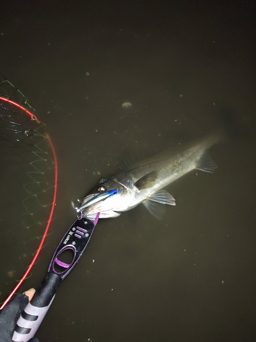 eN77iswGCByVNCI's tweet image. #PSC
#バンク８２S
河口大場所、上から丁寧に探りましたが、バンクしか反応ありませんでした！何故こんなに釣れるのか！楽しすぎです！
バンクはアクションが出る様にさえ巻けば本当に魚連れて来てくれます！
皆さんも是非使ってみて下さい！最高です！