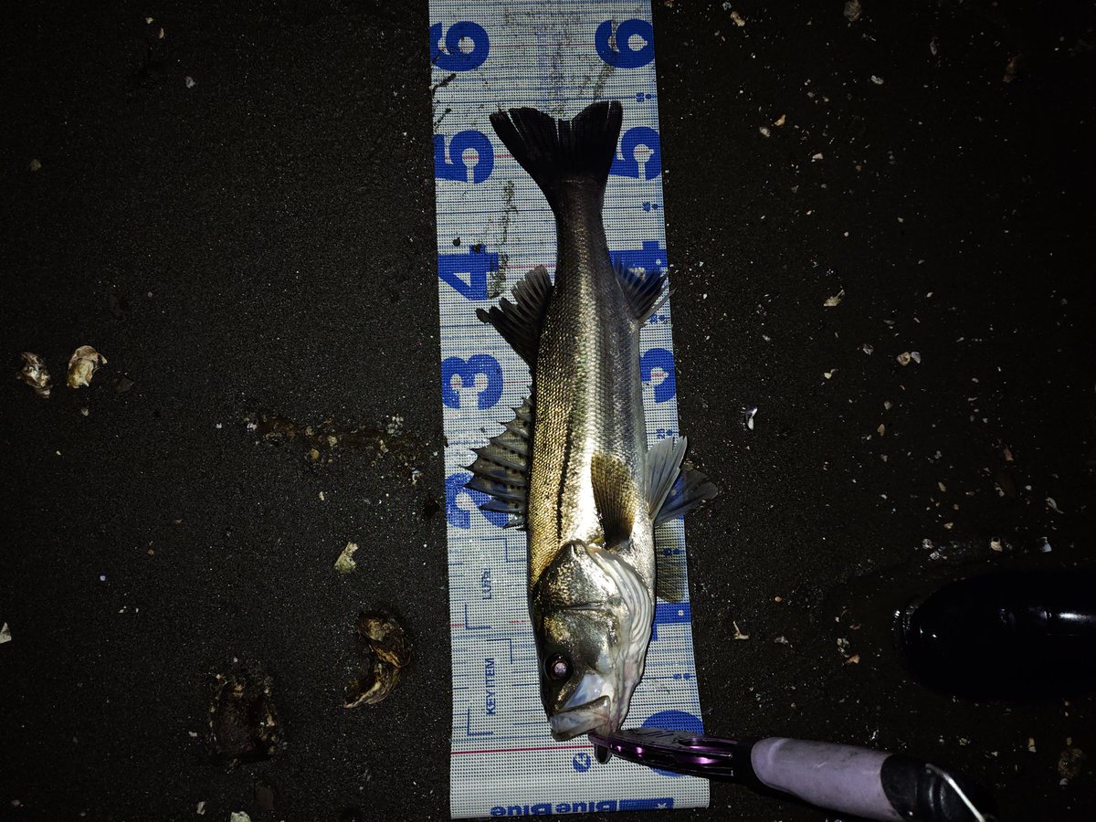 eN77iswGCByVNCI's tweet image. #PSC
#バンク８２S
河口大場所、上から丁寧に探りましたが、バンクしか反応ありませんでした！何故こんなに釣れるのか！楽しすぎです！
バンクはアクションが出る様にさえ巻けば本当に魚連れて来てくれます！
皆さんも是非使ってみて下さい！最高です！