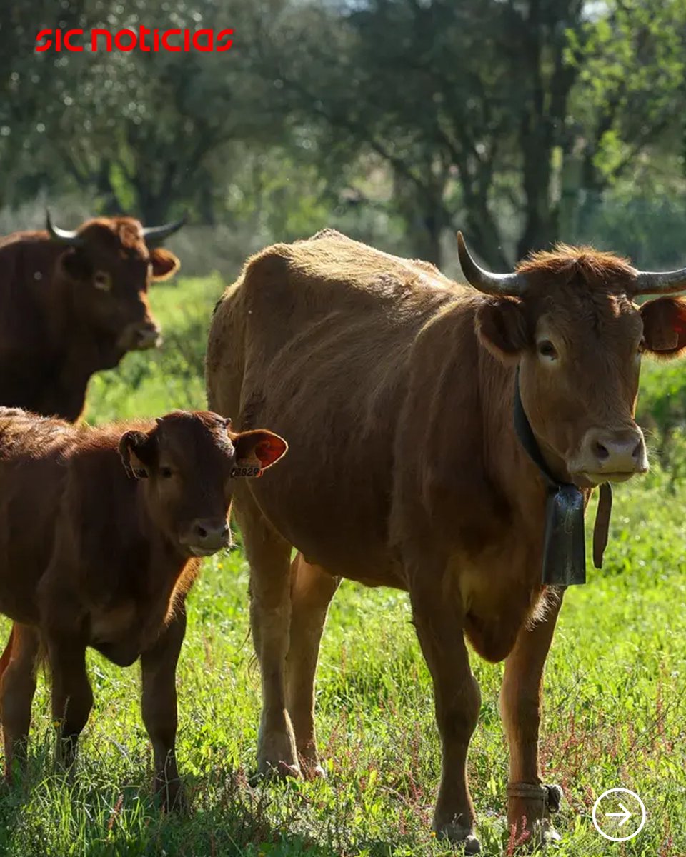SICNoticias's tweet image. Um pequeno grupo de produtores conseguiu recuperar a raça algarvia de bovinos, que chegou a ser dada como extinta. Apostam agora no aumento do número destes animais para, em seguida, passarem à sua comercialização.

Saiba mais em: bit.ly/47kVrJl

#animais #bovinos