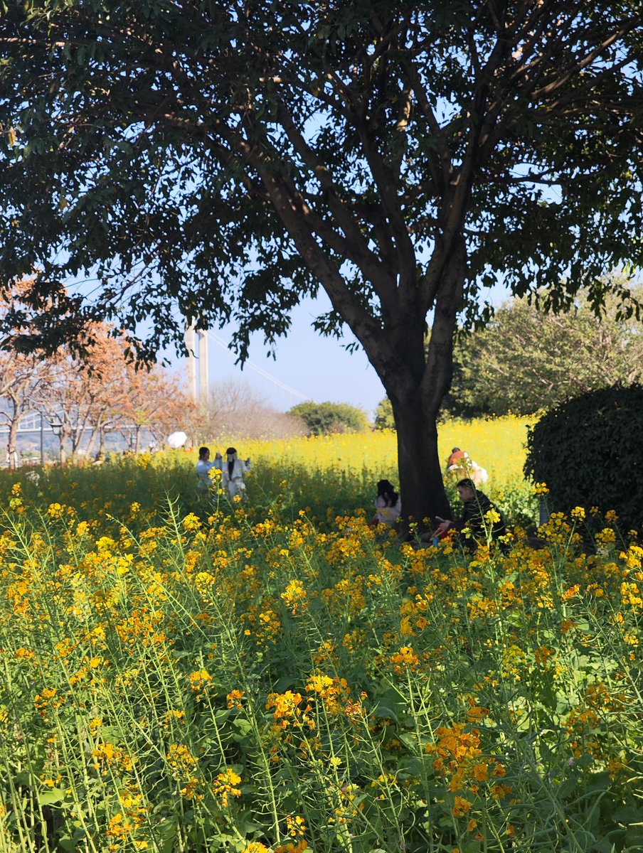 清风拂心弦 tweet media