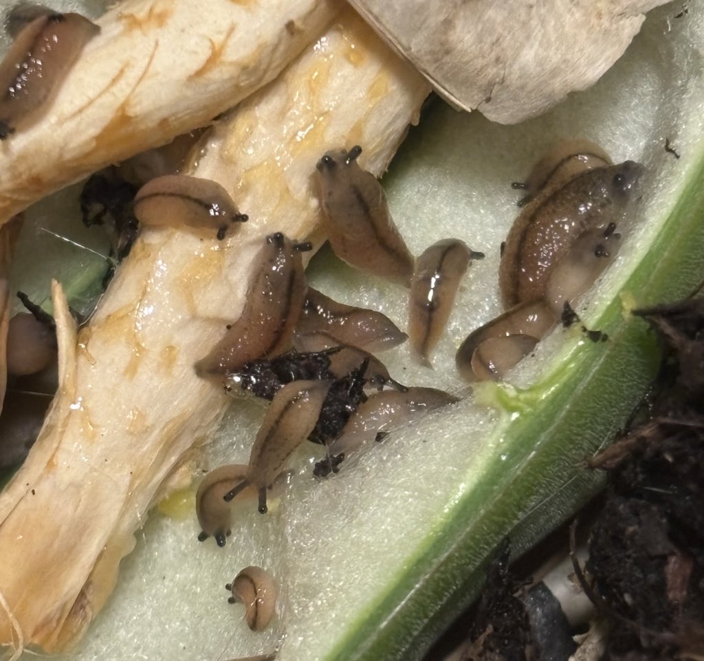 MOMO（陸貝観察） tweet media