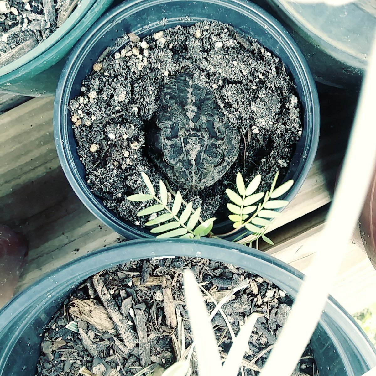 Bruno The Questionable tweet media