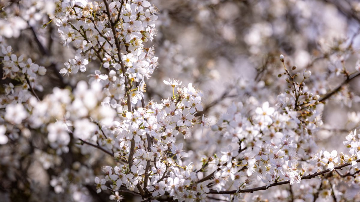 Coton Loves Pollinators 🐝 🍃💚🍃 tweet media