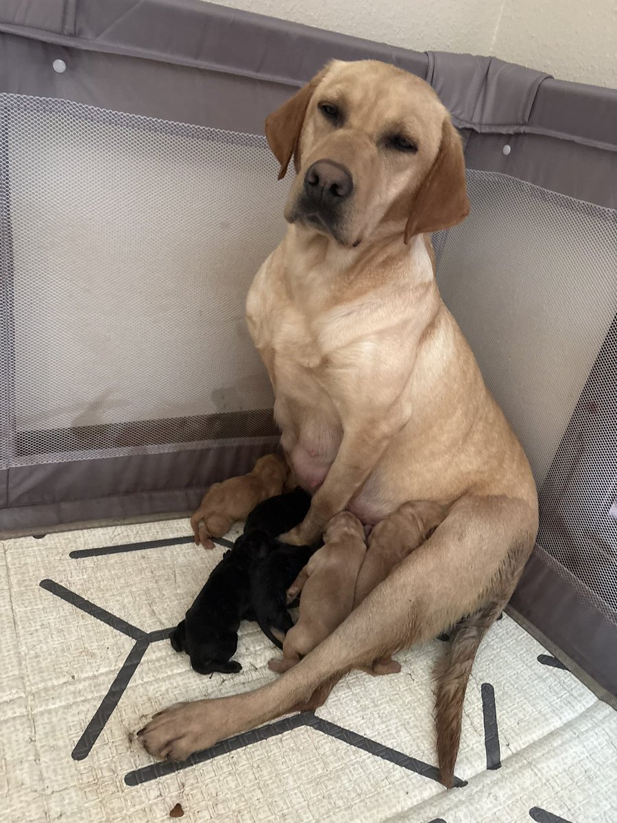 Toby Bryant tweet media