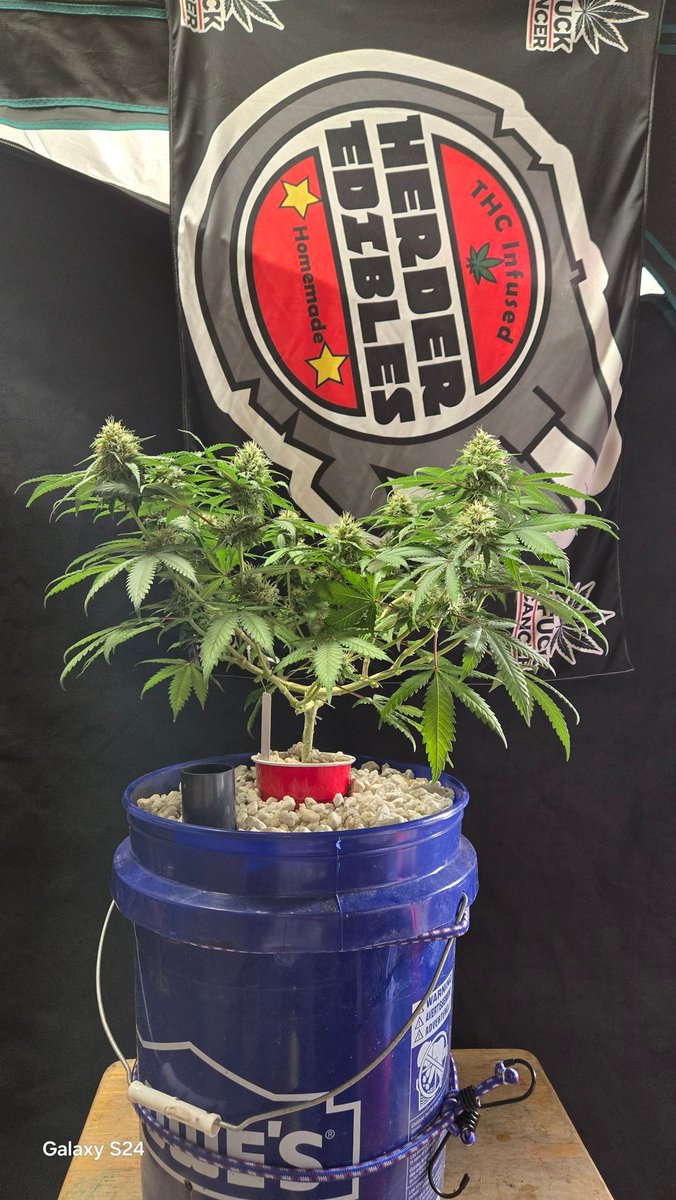 Duck Dodgers tweet media