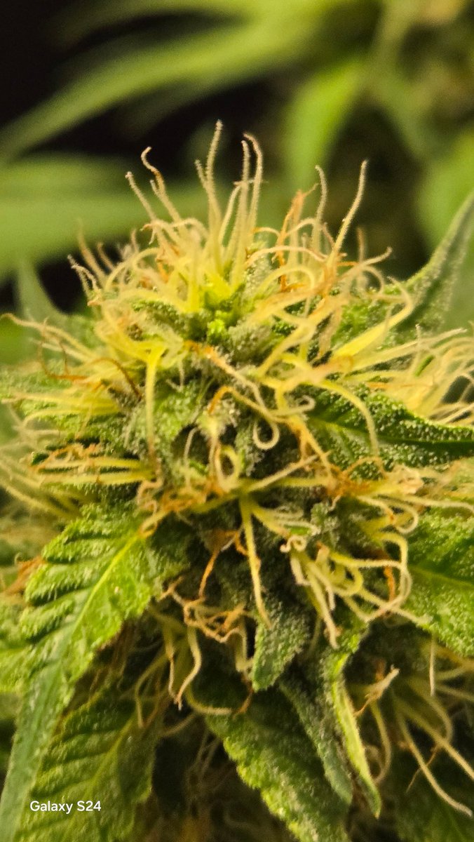 Duck Dodgers tweet media