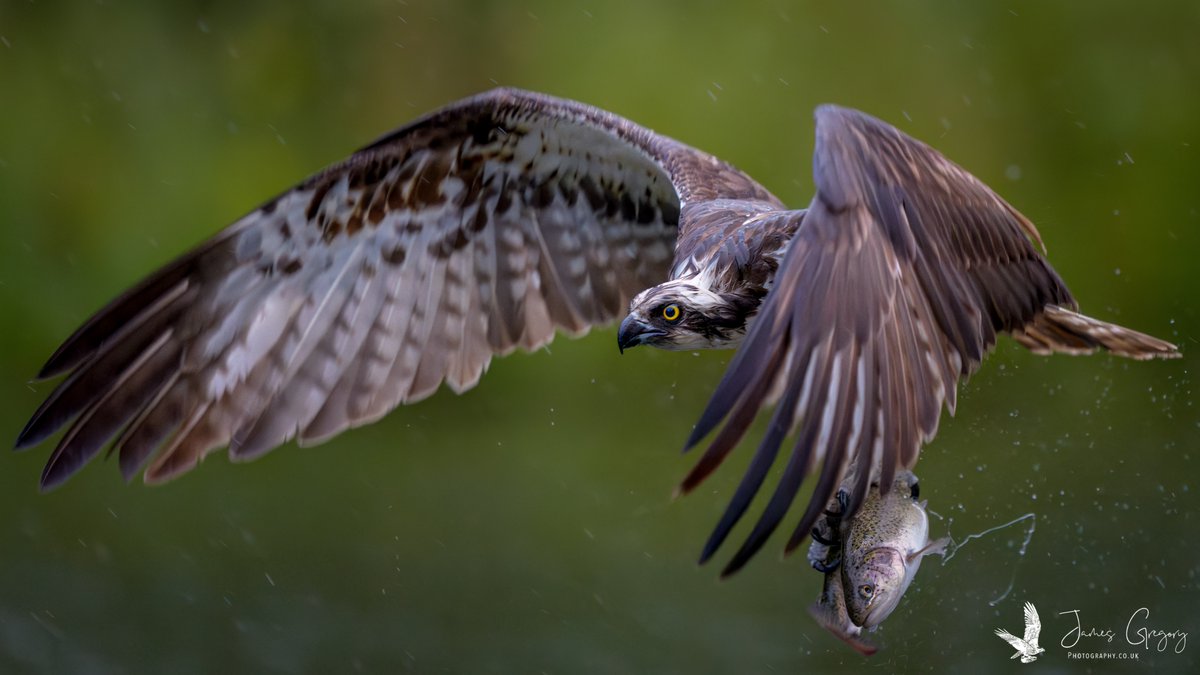 James Gregory Wildlife Photography tweet media