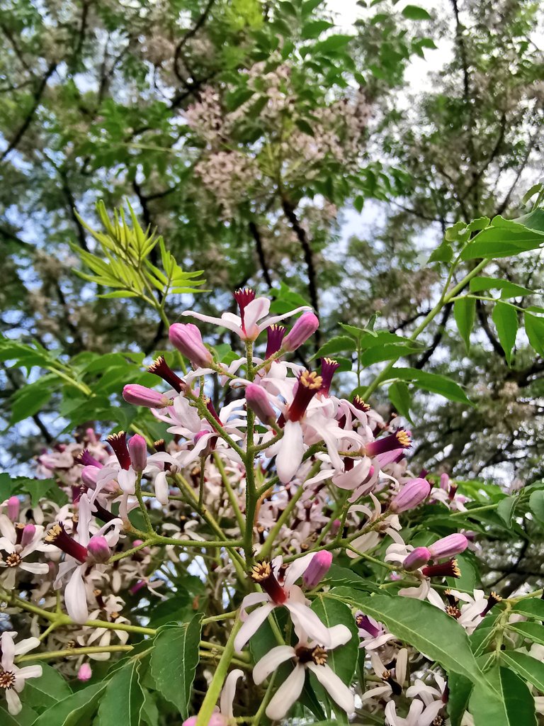 DelhiTrees tweet media