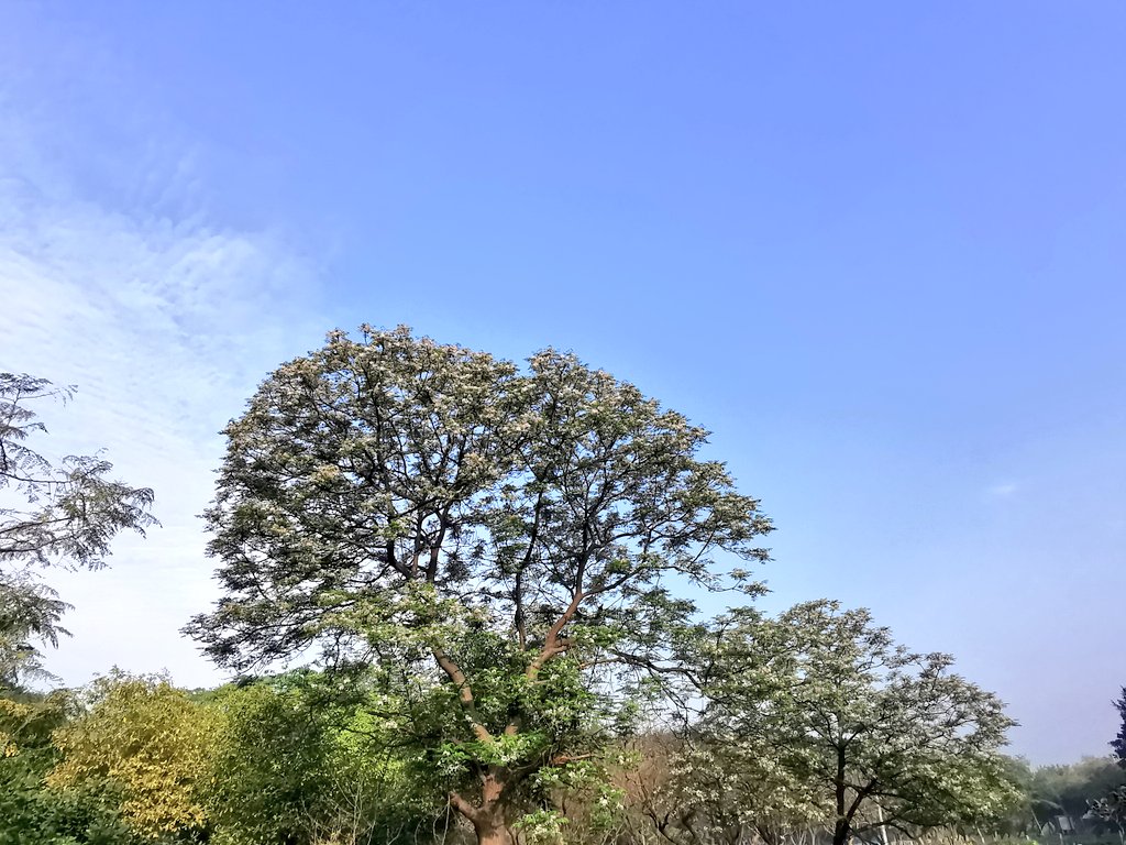 DelhiTrees tweet media