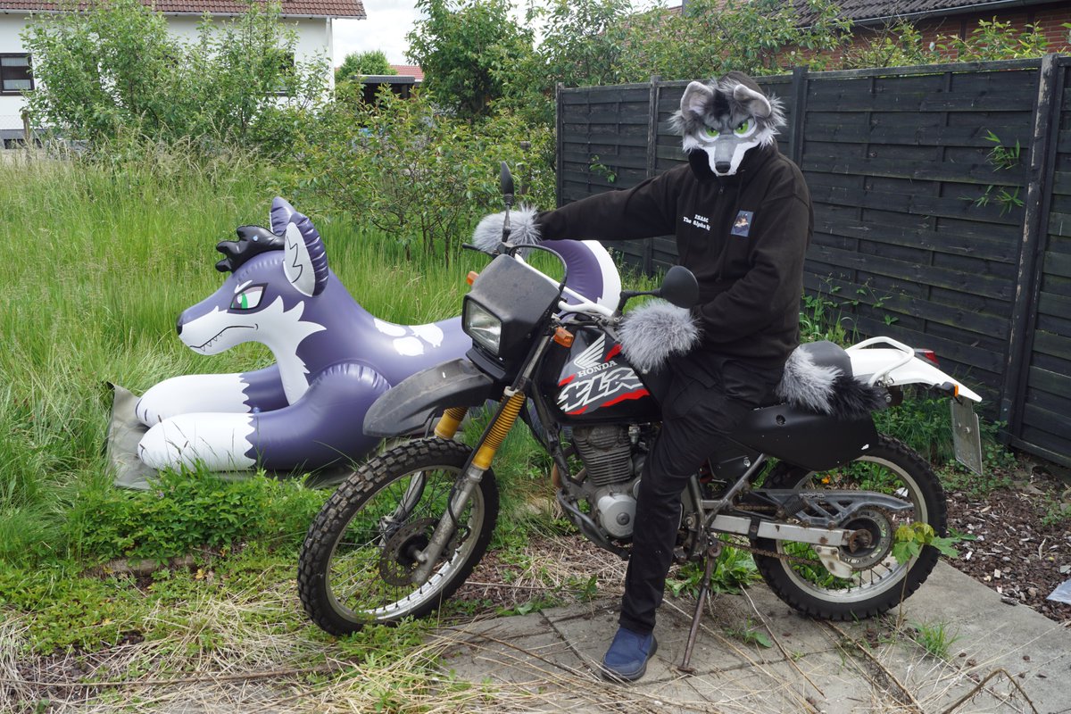 Isaac's Grumpy Dogs tweet media