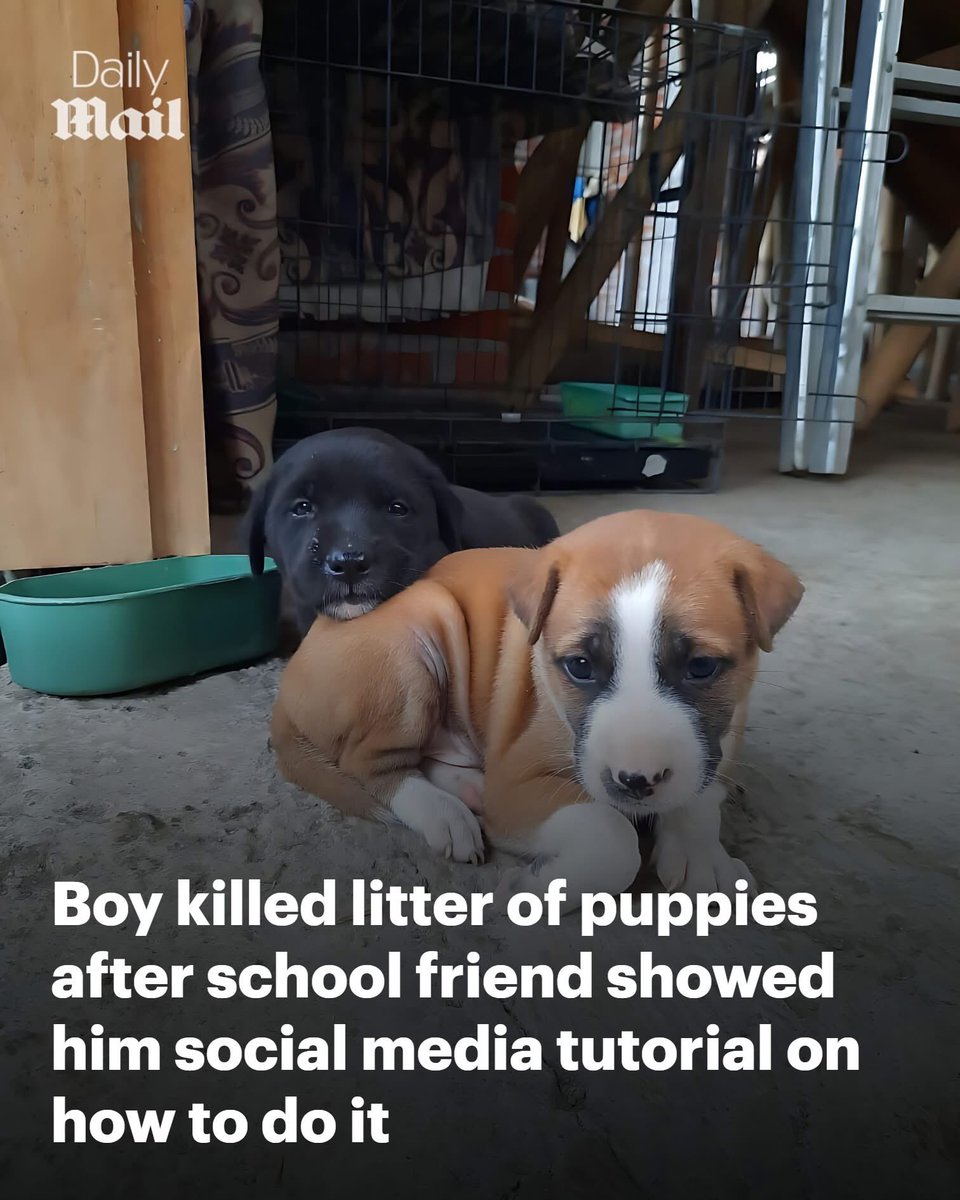 🚨 AWFUL: Puppies Killed by Child After Alleged “Social Media Tutorial”

Peers in the House of Lords were told this week that a child killed a litter of puppies after watching animal cruelty videos online.

The claim came from campaigner Dr Rebecca Foljambe during evidence to a