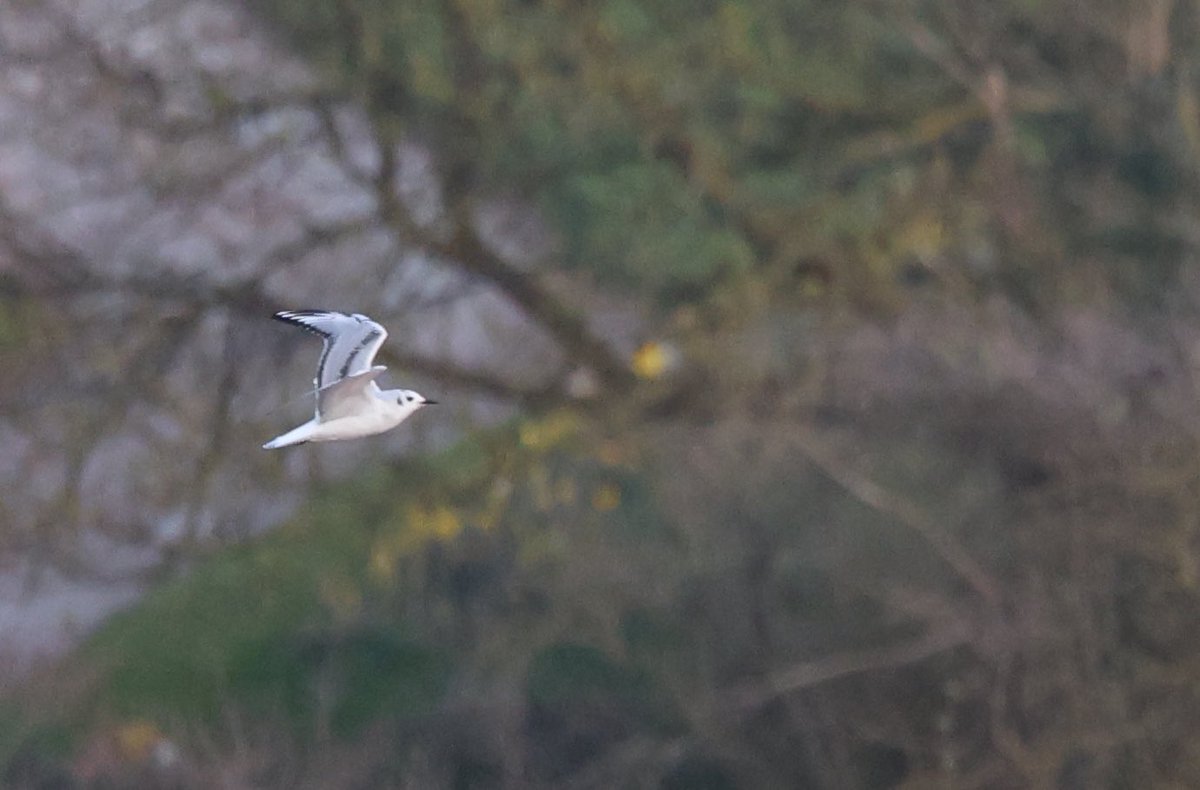 Chris Townend tweet media