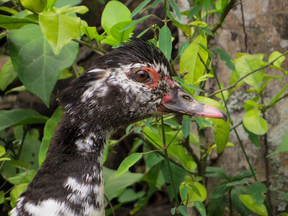 Aranea_Artes's tweet photo. Pato criollo posando 
*
*
#photography #photo https://t.co/HkDq291kZu