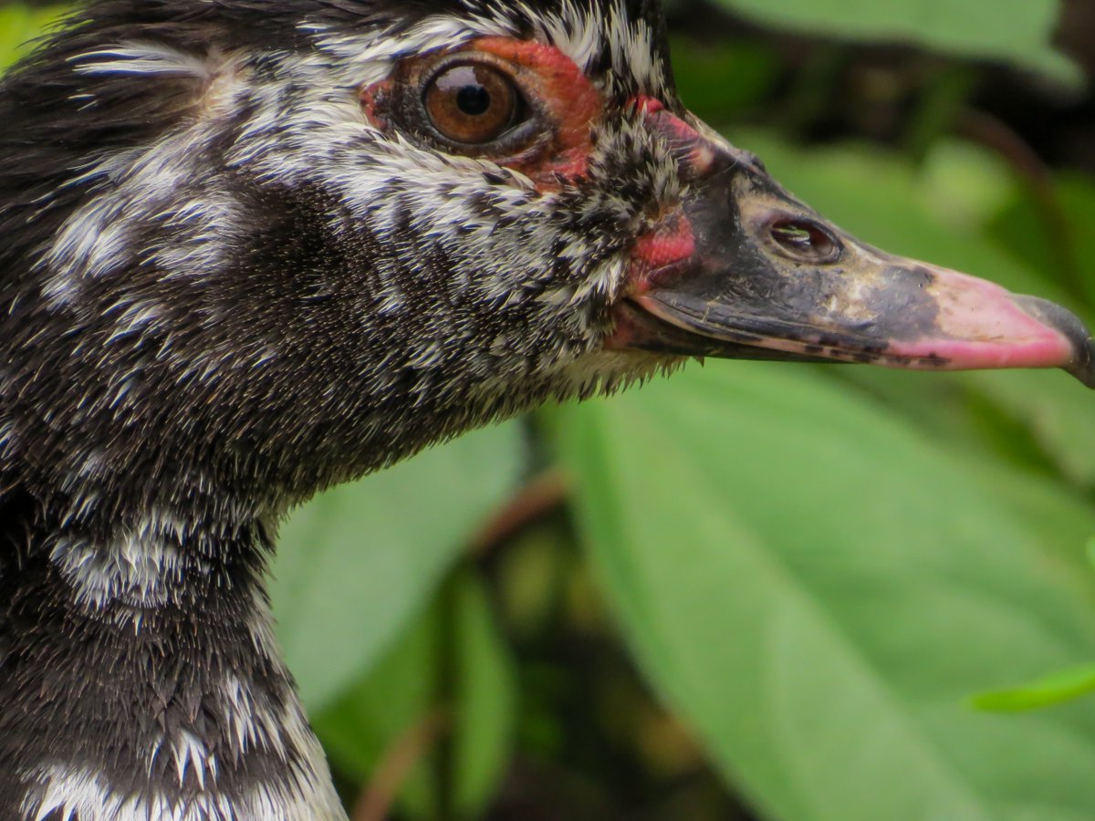 Aranea_Artes's tweet photo. Pato criollo posando 
*
*
#photography #photo https://t.co/HkDq291kZu