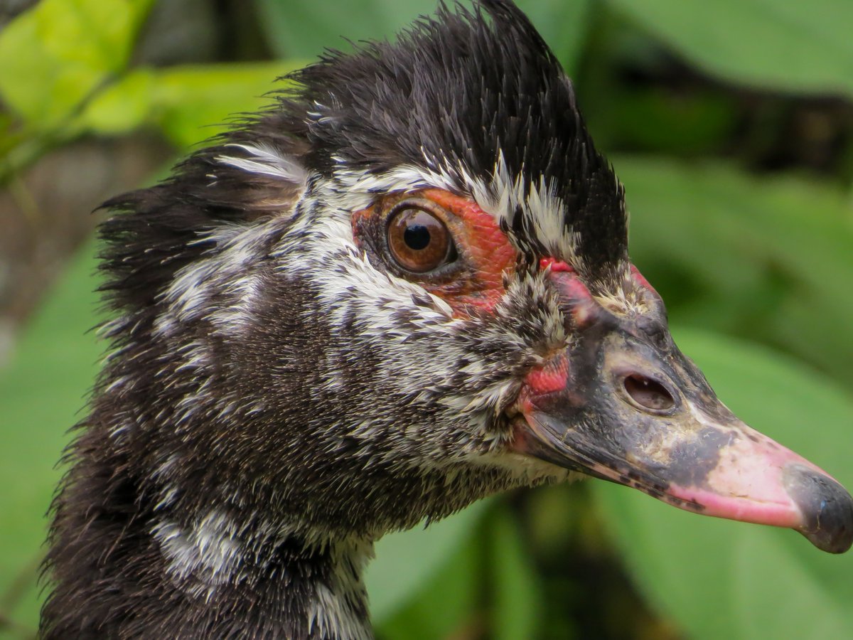 Aranea_Artes's tweet photo. Pato criollo posando 
*
*
#photography #photo https://t.co/8DLgY8ePJe