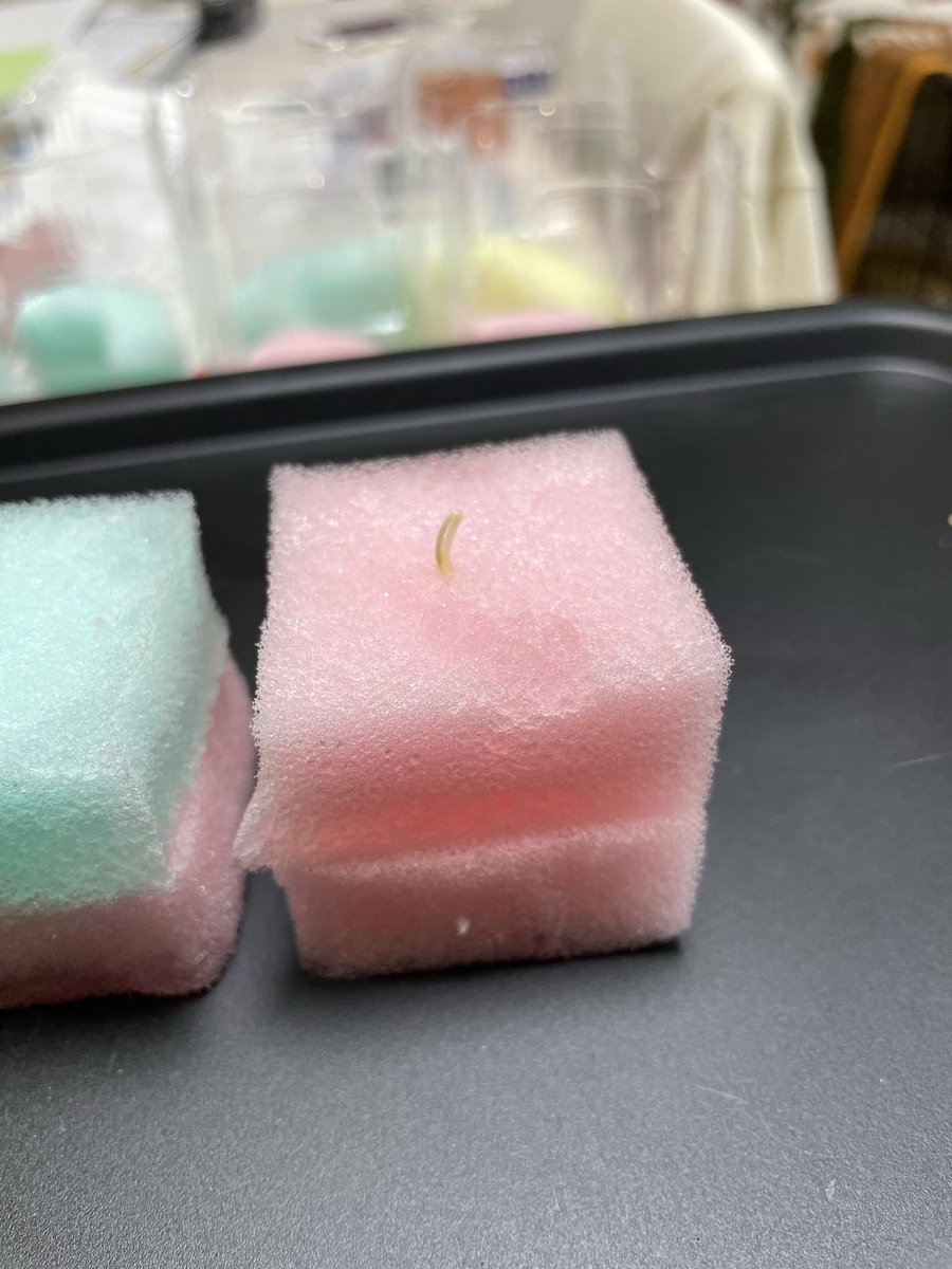 kousuke_1978's tweet photo. 発芽と成長　#家庭菜園 #水耕栽培 https://t.co/QxJr50JtSc