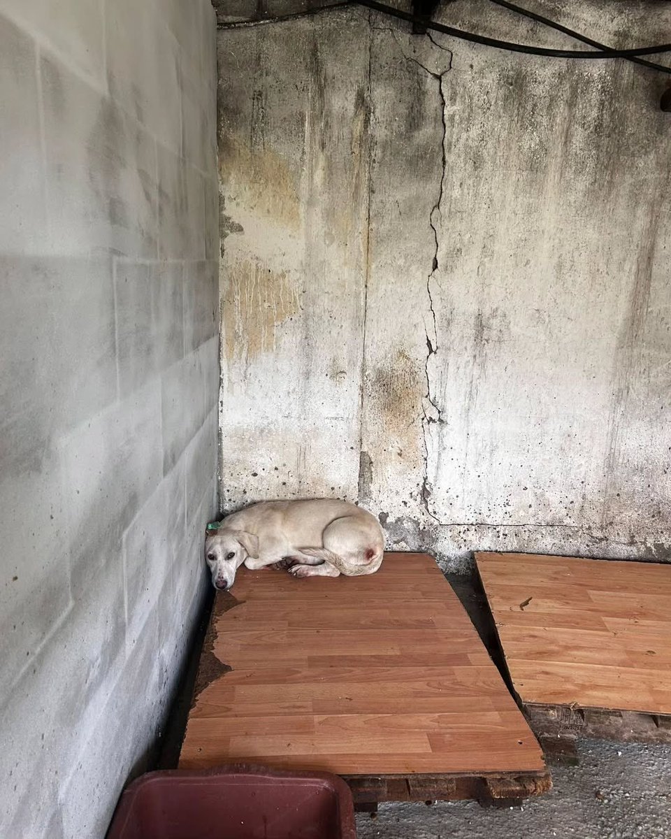 Samet Zeybek tweet media