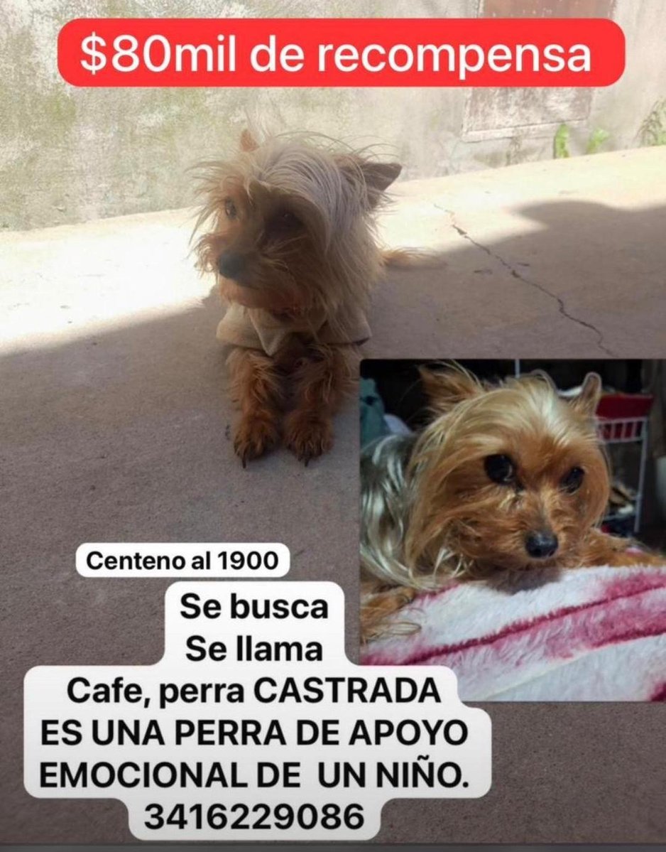 RosarioLaCiudad tweet media