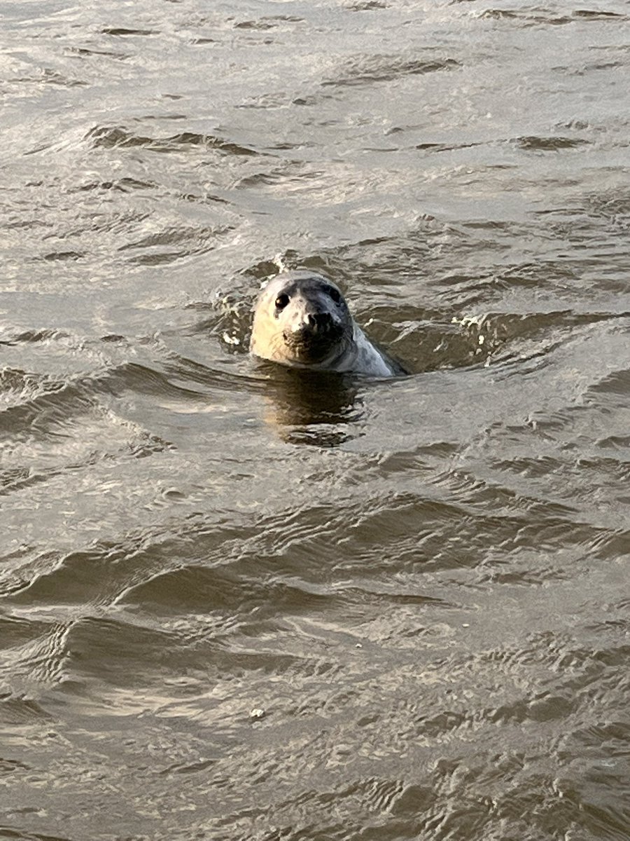 Sue H 💃🏼🌎🍋🕯💙🌻🤺 tweet media