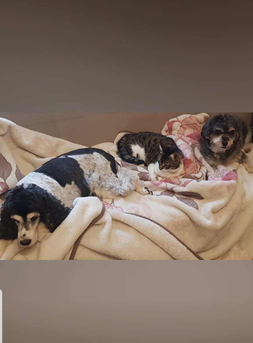 ELİF (🐾🐕🐈 annesi) tweet media