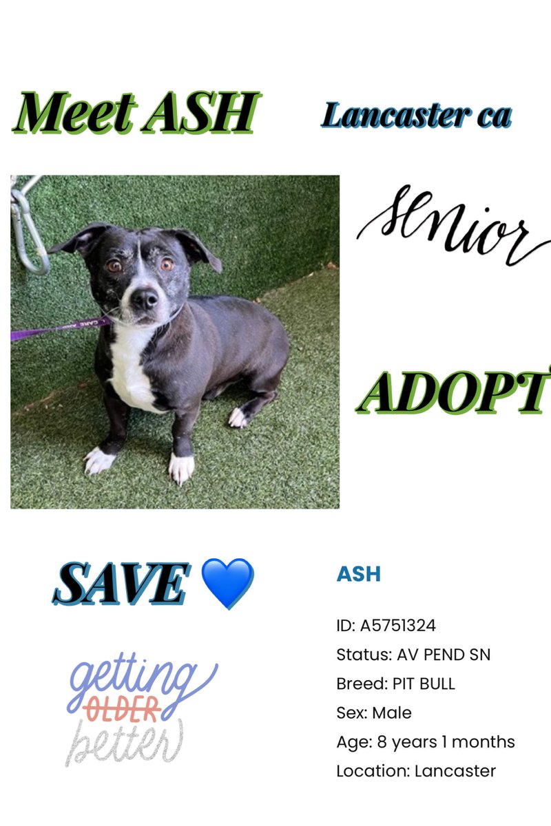 SarahjaneGille1's tweet image. MISSION SAVE ASH   #RESCUES 🙏in LosAngeles #GreatLosAngelesDog #SaveAsh  #LADogSaveAsh #AdoptAsh #LASTARSADOPT #RescueAsh #FosterAsh #LADogAdoptAsh #RescueAshLA #ReacueAshSeniorDog  by the #GRACEOFGOD ALIVE 🙏🙏MAR.14 ENTERED JAN.22 🆘HOW NOT ADOPTED ~CRITICAL 🆘🚨‼️🙏I BEG YOU