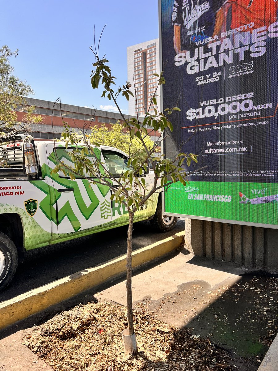 reforestacion tweet media