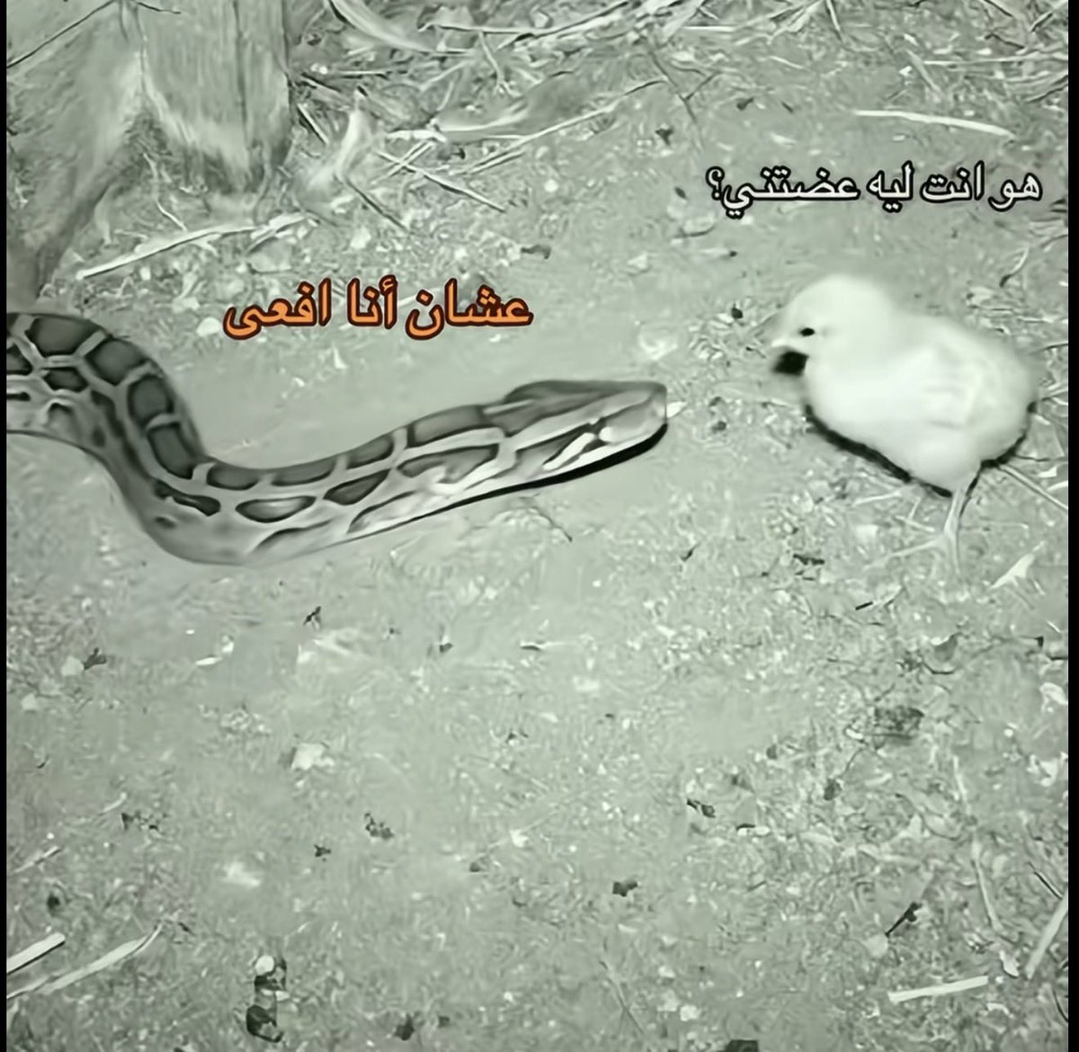 مَحْمود tweet media