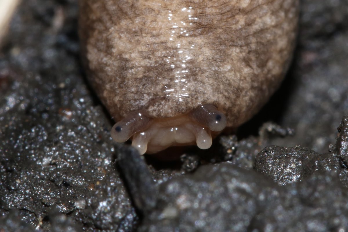 Dr Juliet Turner tweet media