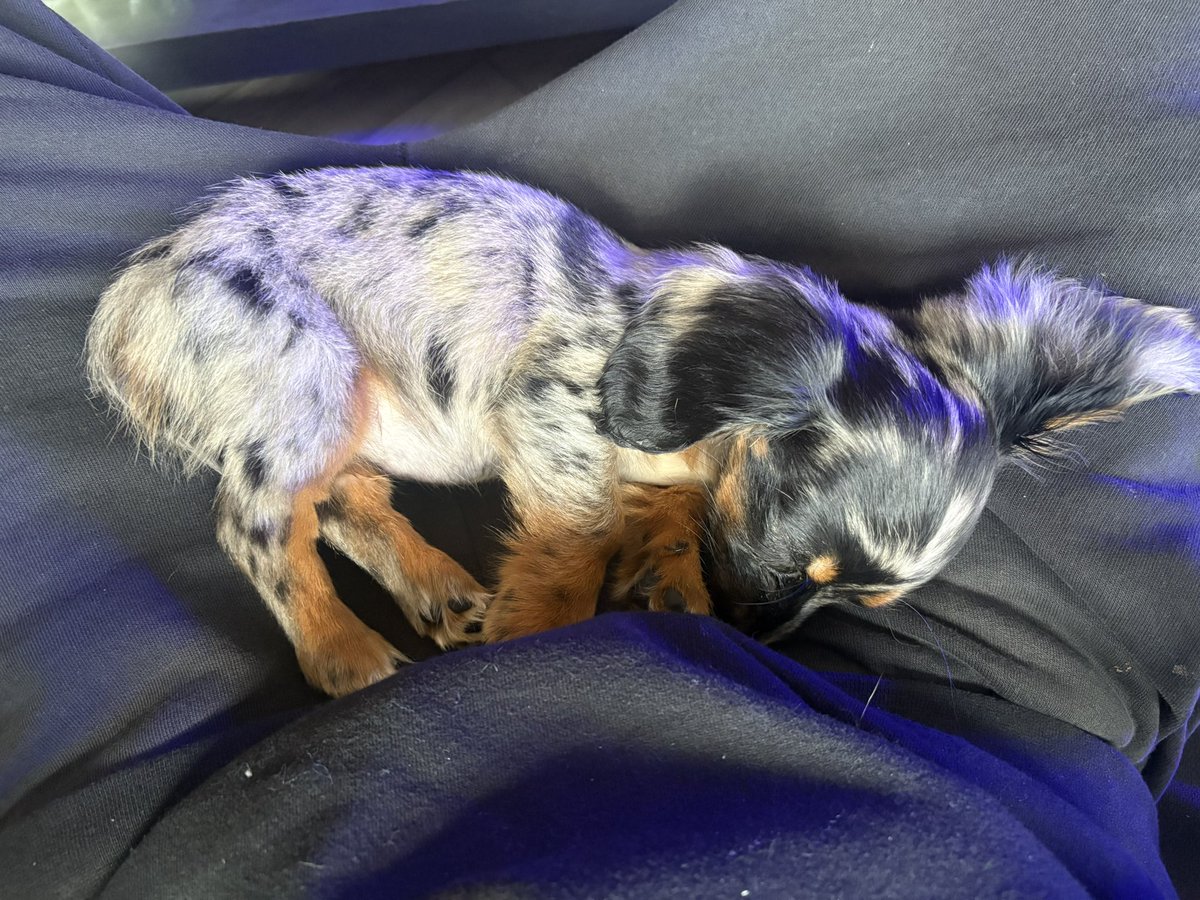 Chris Webby tweet media