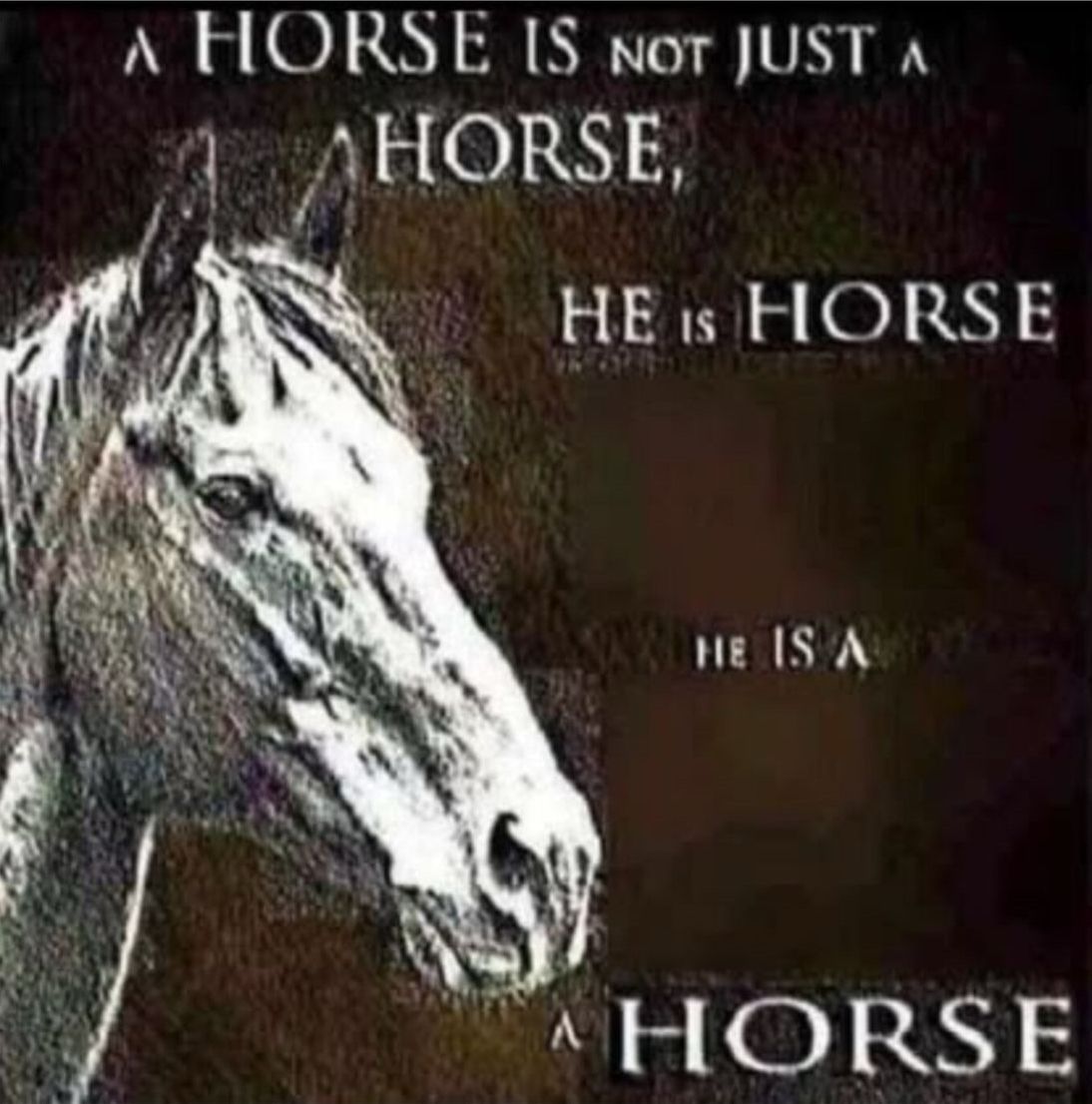 horse