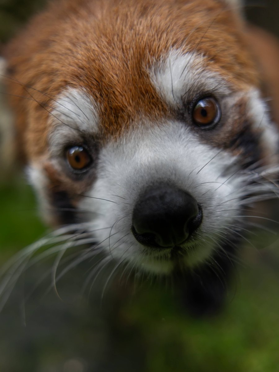 Cincinnati Zoo tweet media