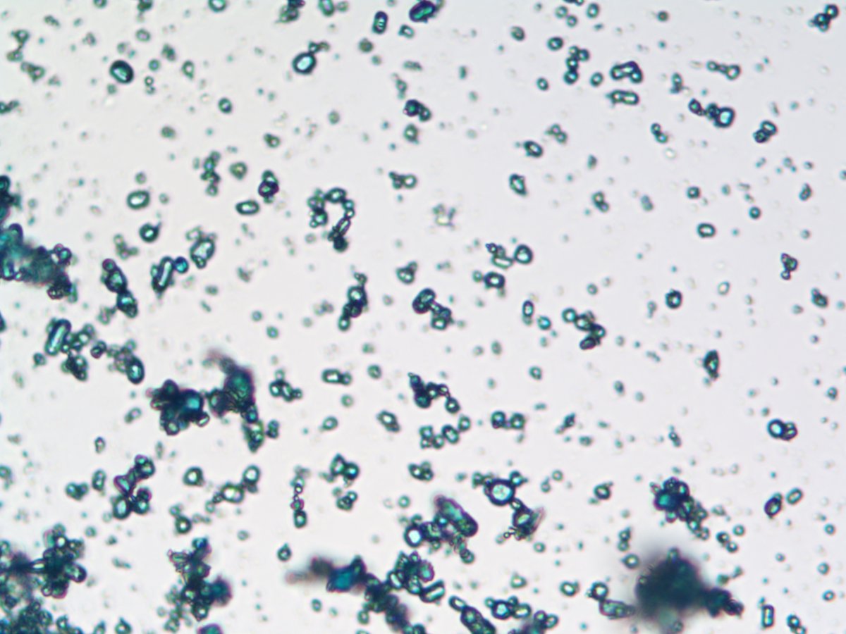 LancashireCC's tweet image. 👀  The scientific work that goes into restoring, archiving and caring for our county’s heritage often goes unseen.

For #BritishScienceWeek, we’re proud to highlight the incredible behind the scenes work of our Conservation Studios.

Our trained specialists care for everything