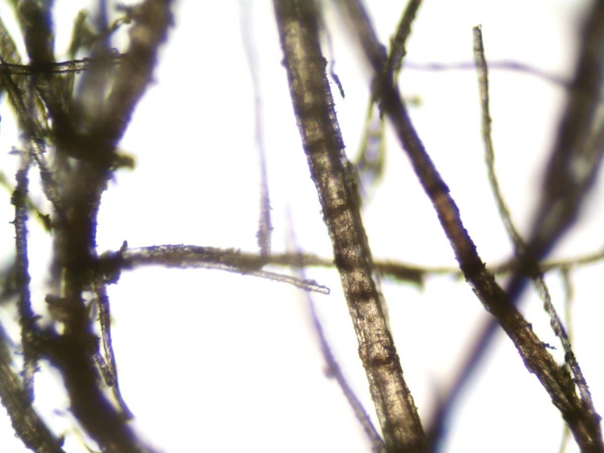 LancashireCC's tweet image. 👀  The scientific work that goes into restoring, archiving and caring for our county’s heritage often goes unseen.

For #BritishScienceWeek, we’re proud to highlight the incredible behind the scenes work of our Conservation Studios.

Our trained specialists care for everything