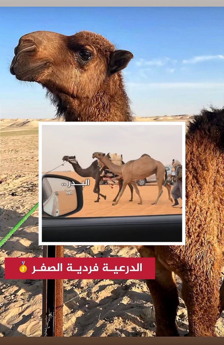 مرتع الذود،، ابو مهنا ،، #بطل_شلفاء_الوضح tweet media