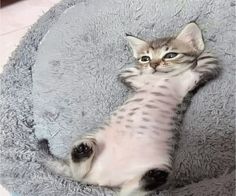 michelle tweet media