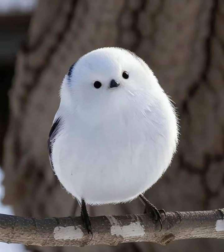 Meet the Japanese snow fairy, considered one of the most adorable birds in the world.