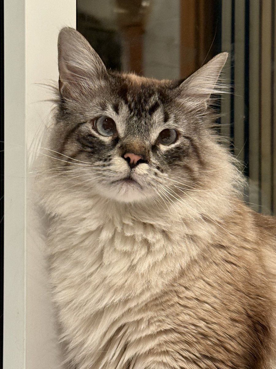 Shavi 👽🐉 tweet media