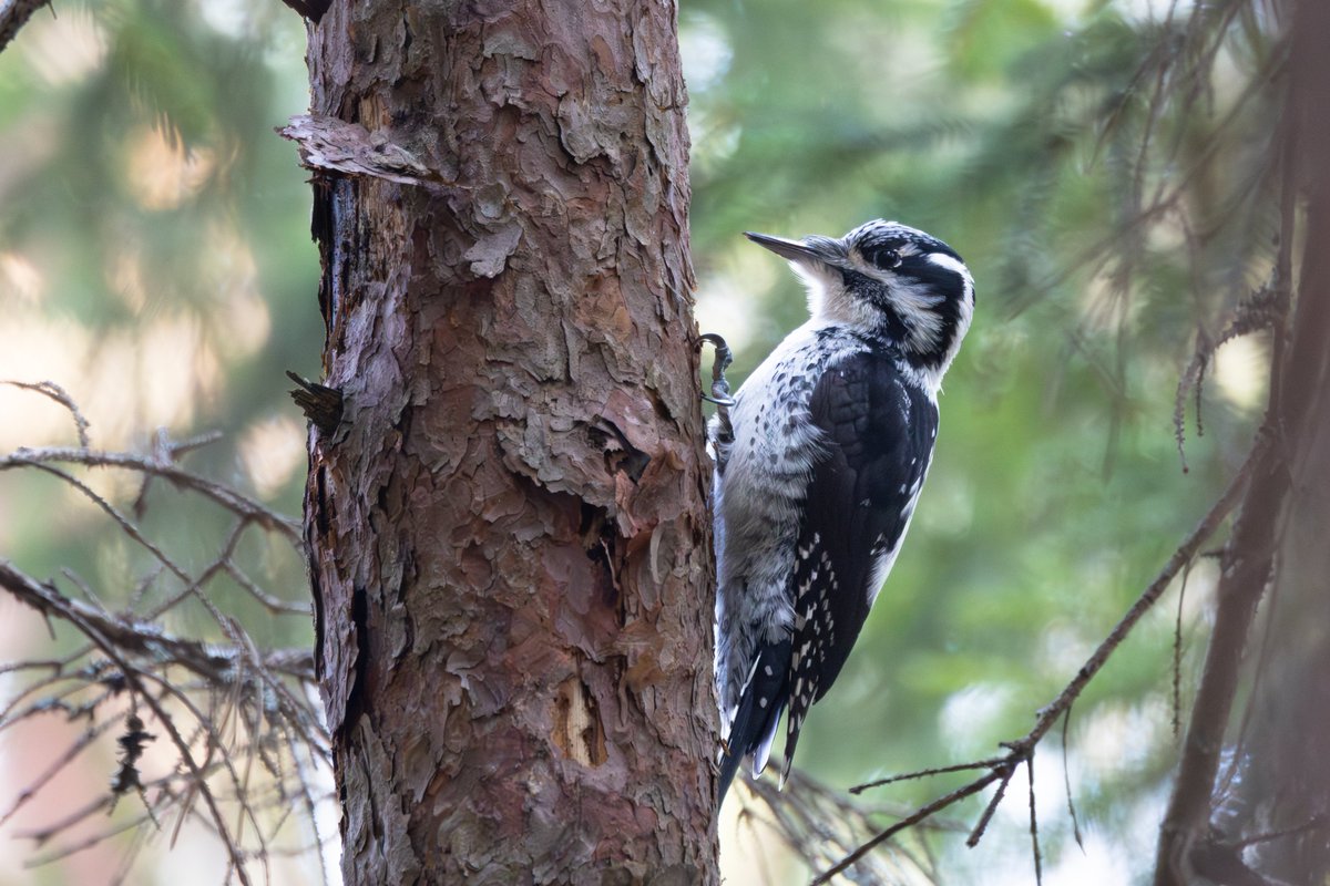 Toby Carter tweet media