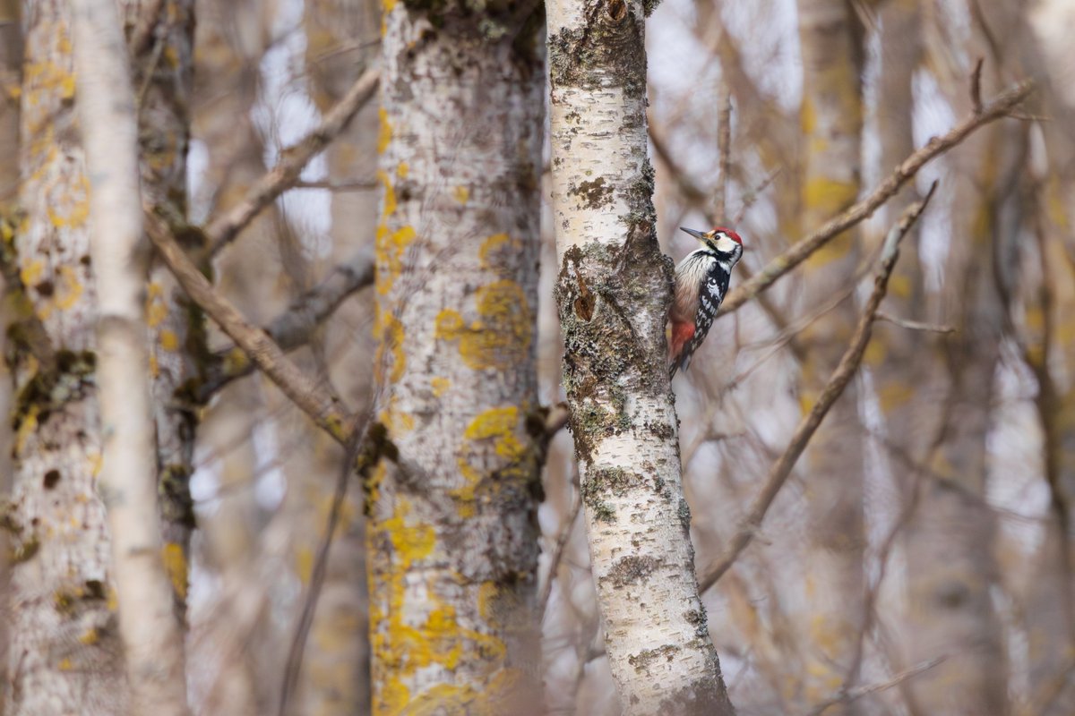 Toby Carter tweet media