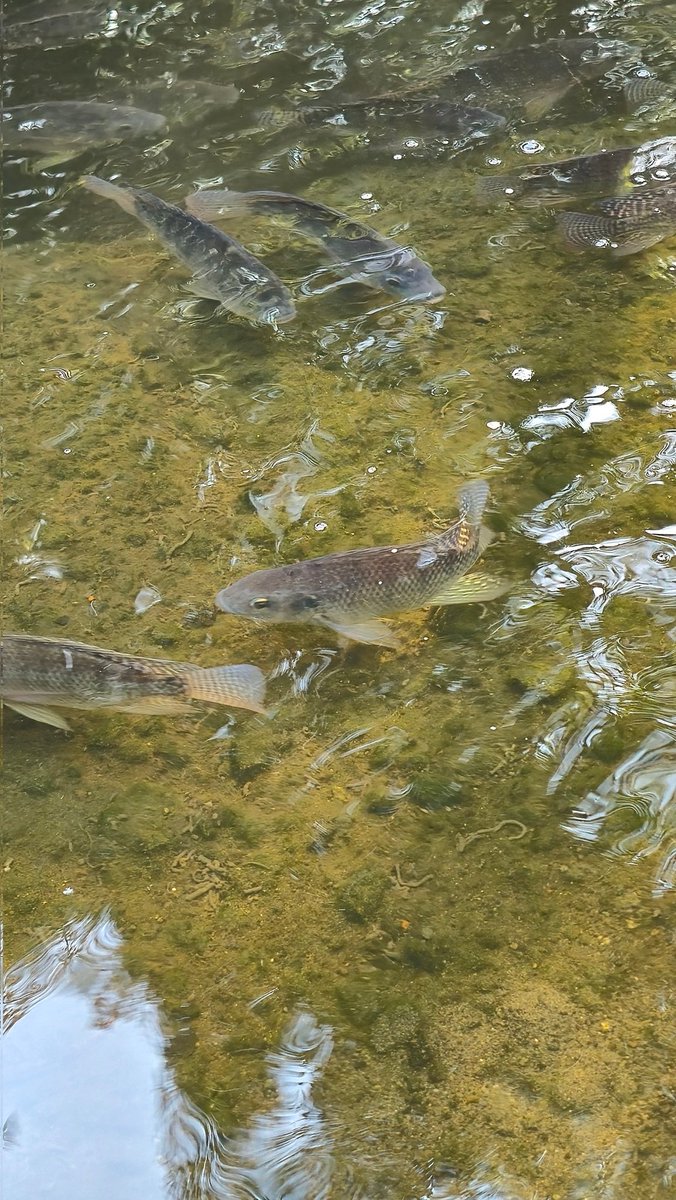 Efren Casas tweet media