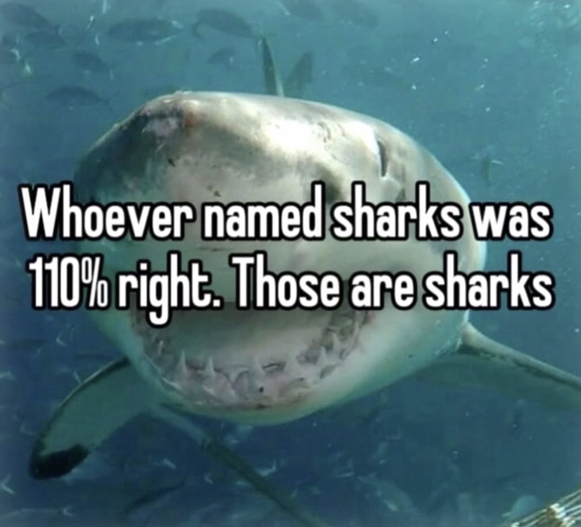 Respectful Memes tweet media