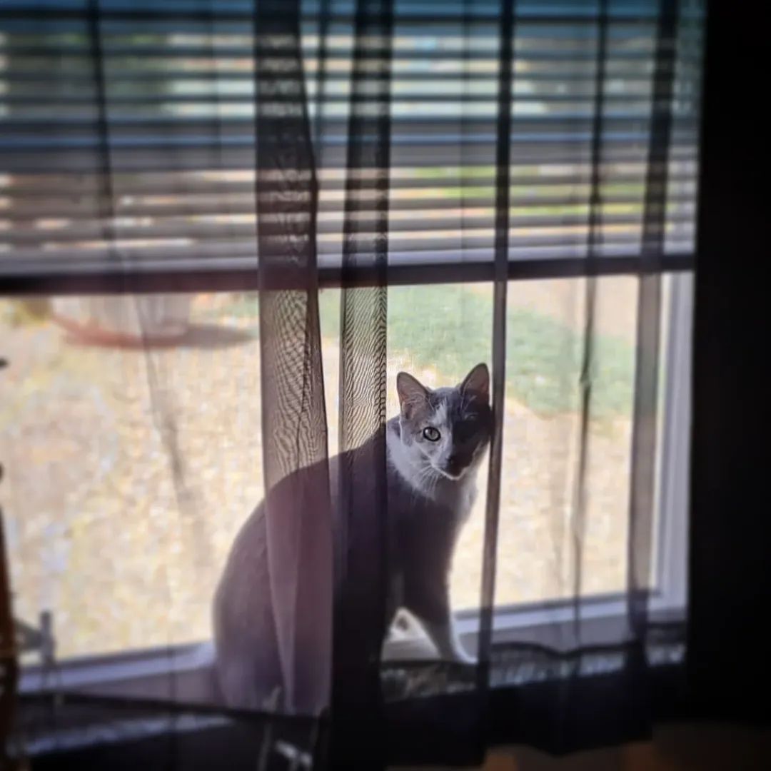 tinamarie_cox's tweet photo. Happy #caturday from my Luna
#catposts #cats #adoptdontshop #tinamariethinkstoomuch https://t.co/sIrqJI9biv