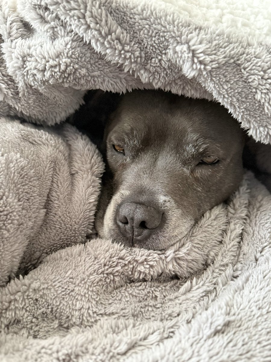 IsaMary2021's tweet photo. I’m exhausted after my holidogs. I’ve slept most of today. Mum says this is what happens when you turn 5 😳❤️❤️
#IsaMary #CuteDogs #SaturdaySnuggles https://t.co/uMyJICPVk1